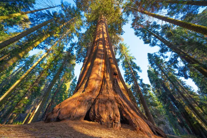 Sequoia National Park