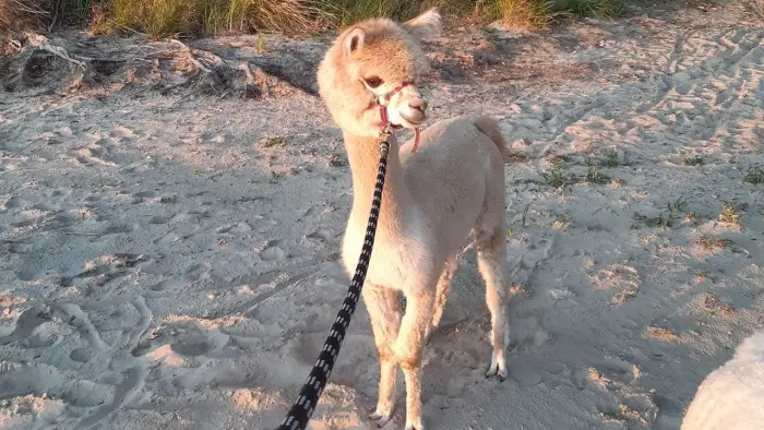 Uniej�w - kolonia survivalowa