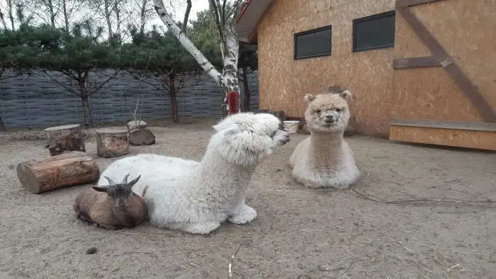 Uniej�w - kolonia w krainie Pana Kleksa