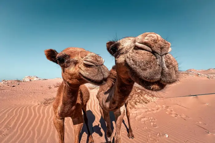 Egipt - Sharm el Sheikh i Kair - Summer Camp 18+ - wylot z Gda�ska, Warszawy (all inclusive)