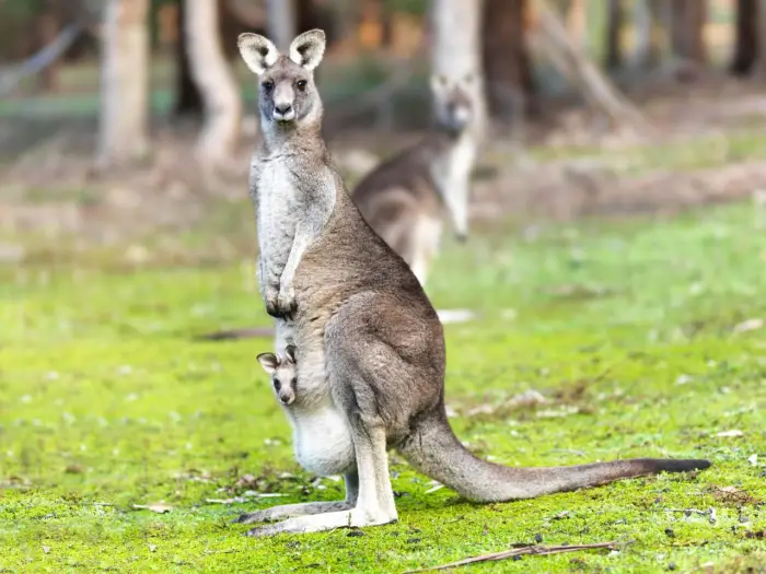Australia - Sydney - wyprawa do krainy kangur�w - wylot z Warszawy