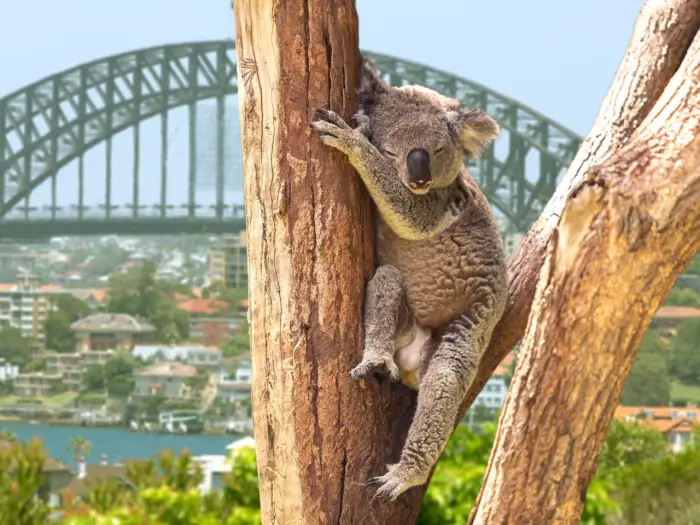 Australia - Sydney - wyprawa do krainy kangur�w - wylot z Warszawy